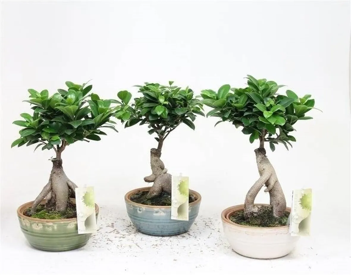 bonsai ficus microcarpa