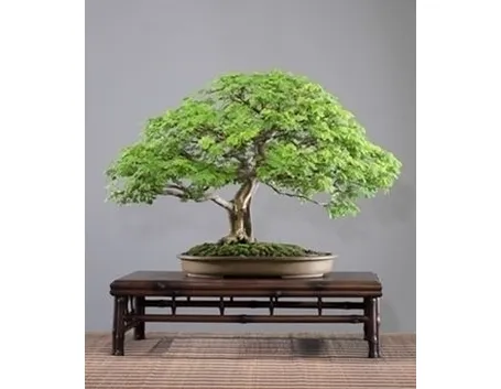 bonsai ficus retusa-1