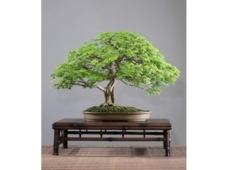 bonsai ficus retusa-1