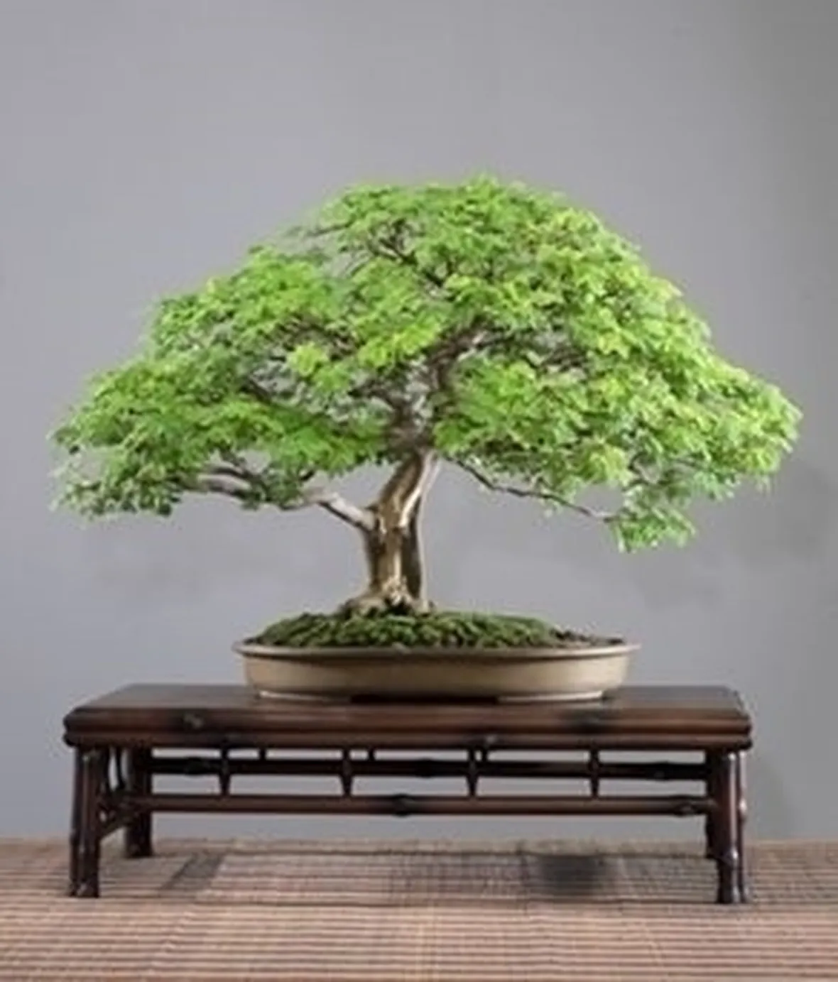 bonsai ficus retusa-1
