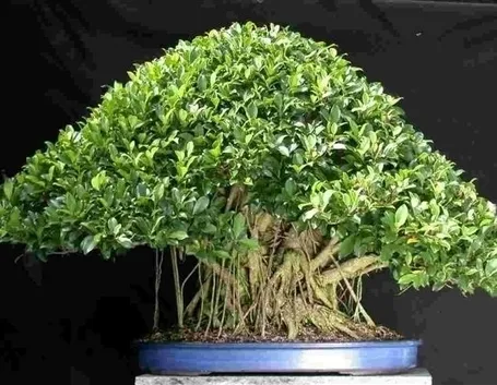 bonsai ficus retusa-2
