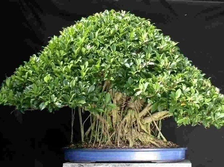 bonsai ficus retusa-2
