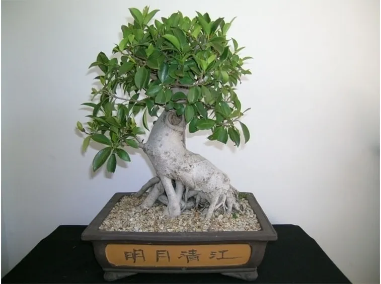 bonsai ficus retusa-3