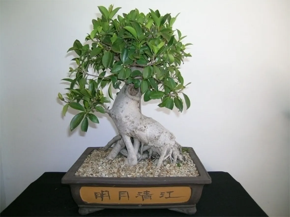 bonsai ficus retusa-3