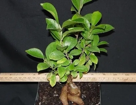 bonsai ficus retusa