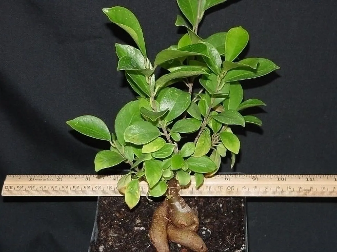 bonsai ficus retusa