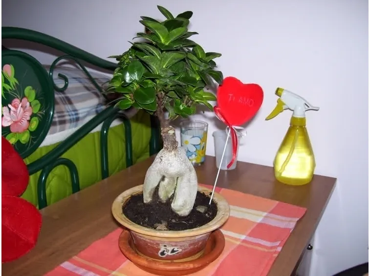 cura bonsai ficus