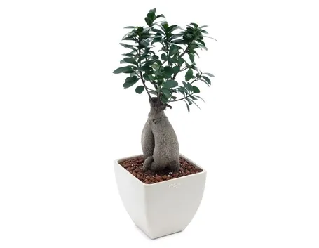 cura del bonsai ficus-1
