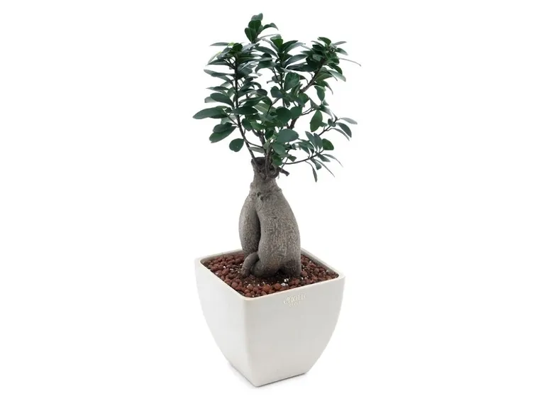 cura del bonsai ficus-1