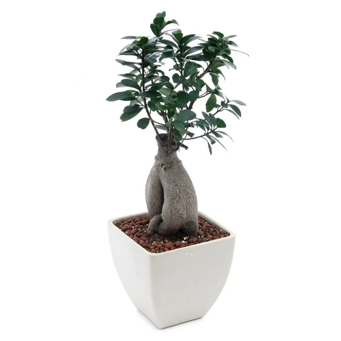 cura del bonsai ficus-1