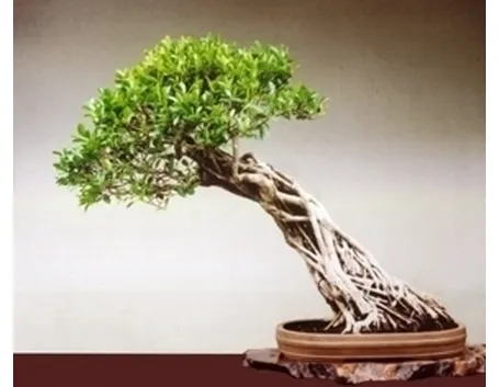 cura del bonsai ficus