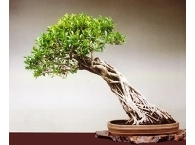 cura del bonsai ficus