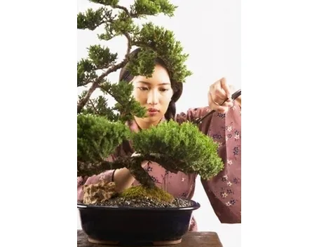 cura di un bonsai ficus