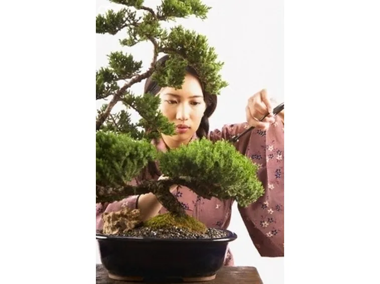 cura di un bonsai ficus