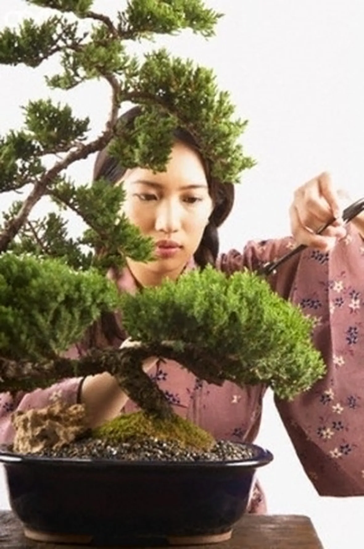 cura di un bonsai ficus