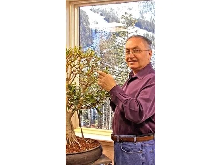 cura di un ficus bonsai-1