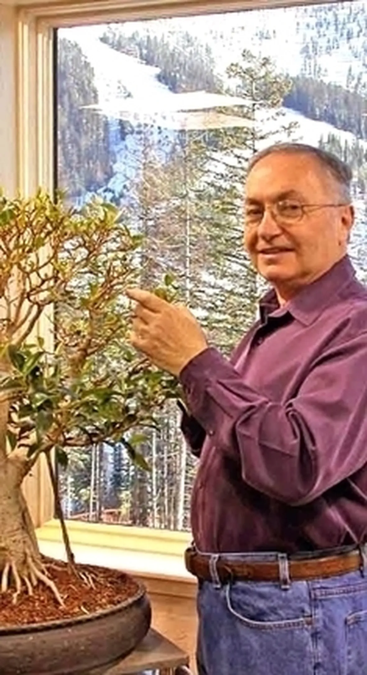 cura di un ficus bonsai-1