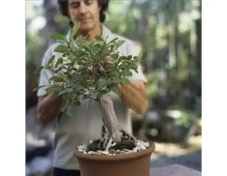 cura di un ficus bonsai-2