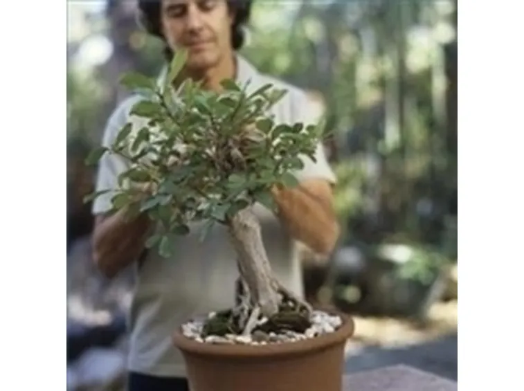 cura di un ficus bonsai-2