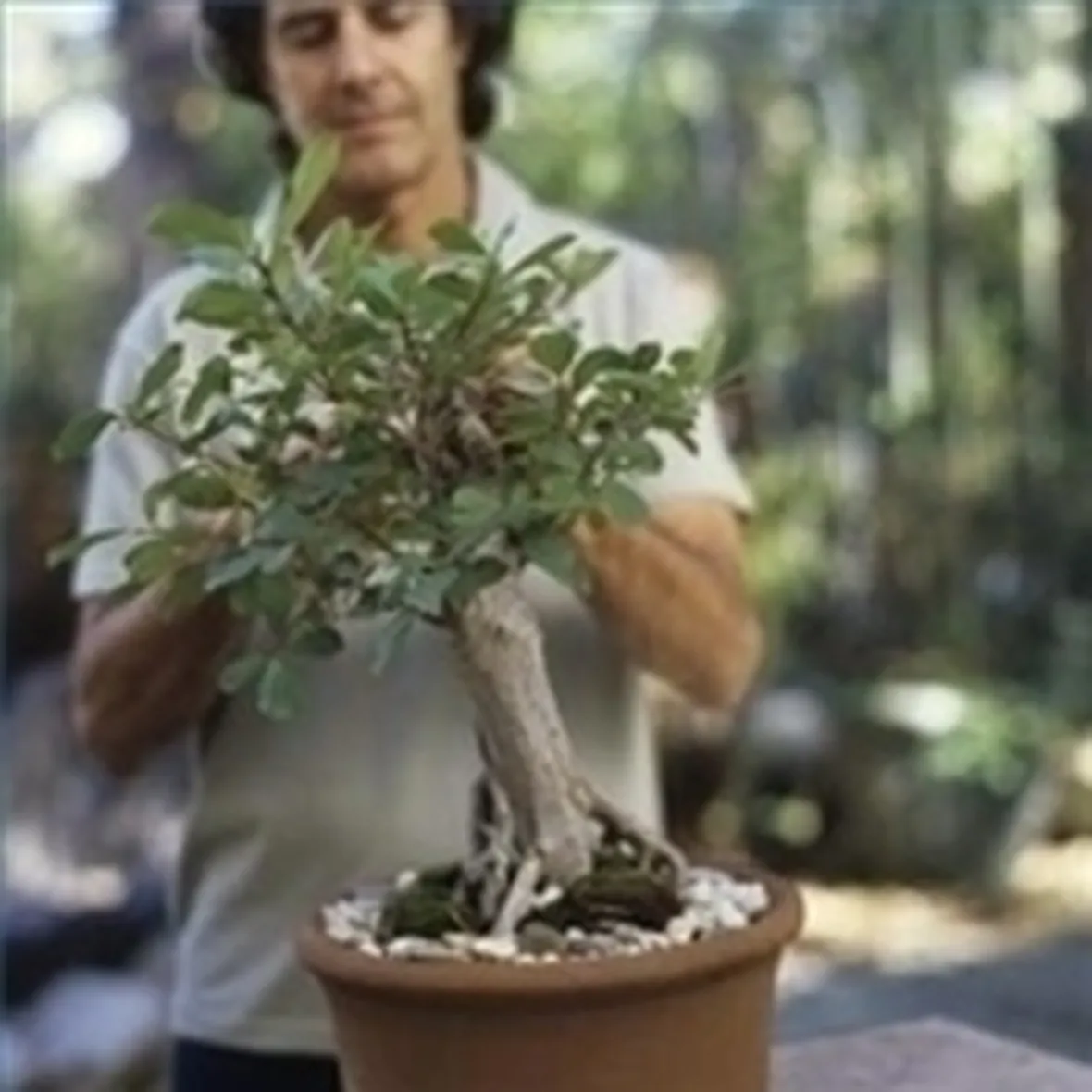 cura di un ficus bonsai-2