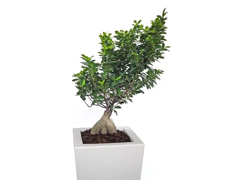 cura di un ficus bonsai-3