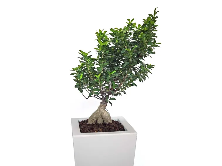 cura di un ficus bonsai-3
