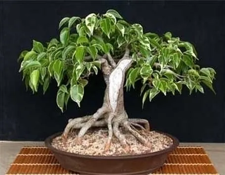cura di un ficus bonsai-4