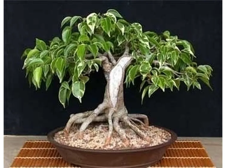 cura di un ficus bonsai-4