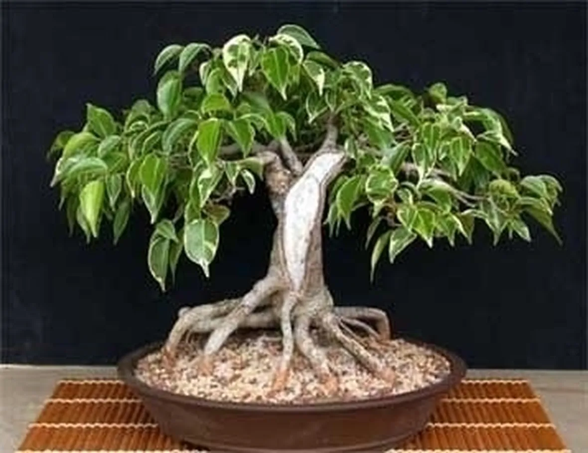 cura di un ficus bonsai-4