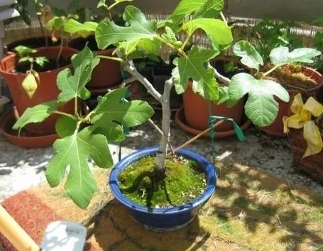 potare il bonsai ficus