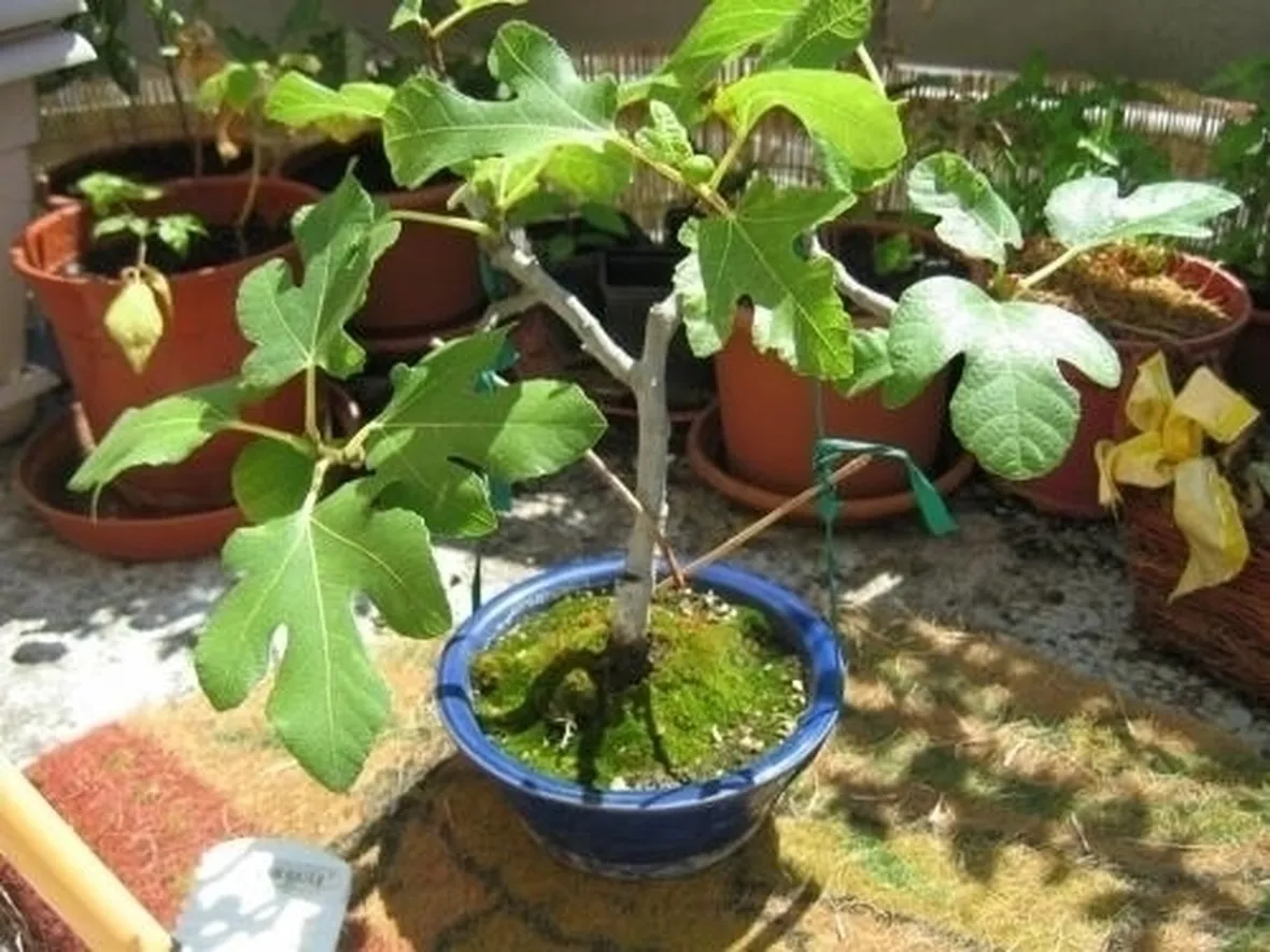 potare il bonsai ficus
