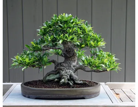 bonsai di ficus
