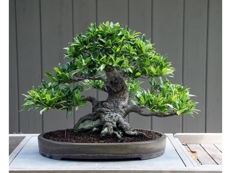 bonsai di ficus