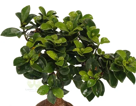 potare un bonsai di ficus-3