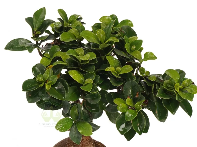 potare un bonsai di ficus-3