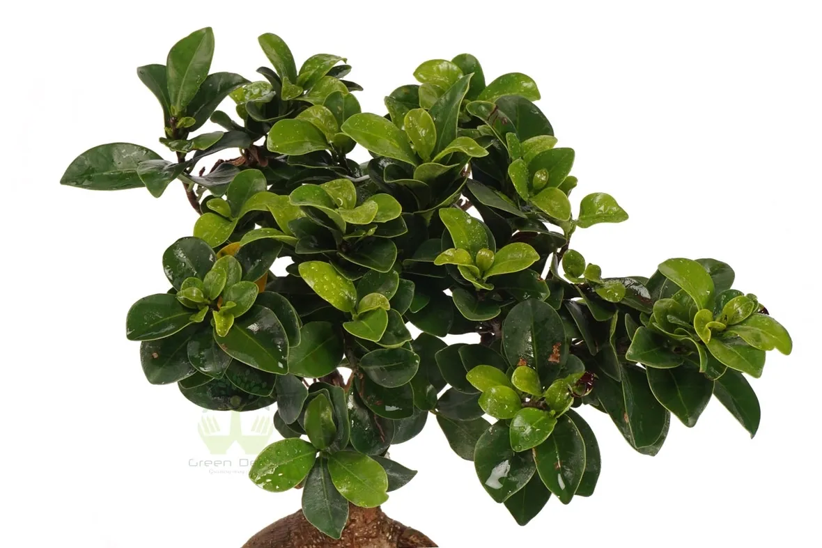 potare un bonsai di ficus-3