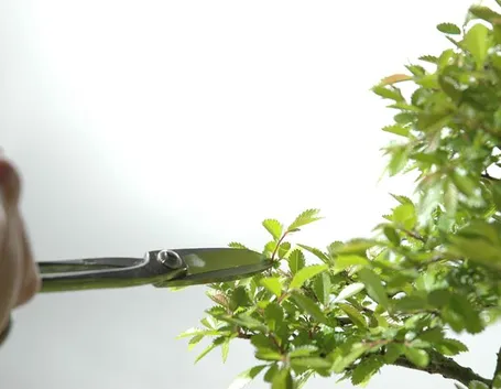 potare un bonsai di ficus-5