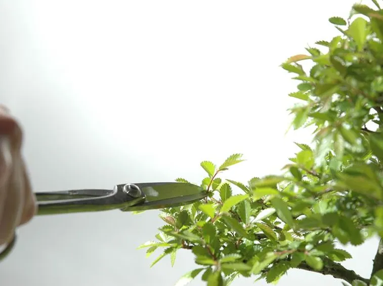 potare un bonsai di ficus-5