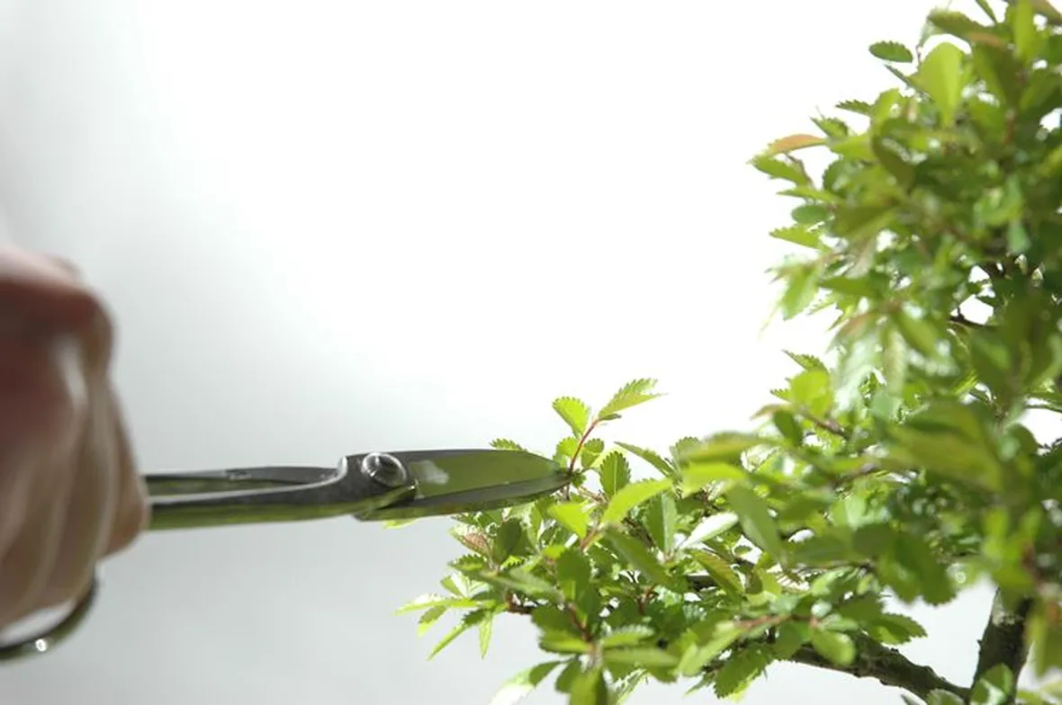 potare un bonsai di ficus-5