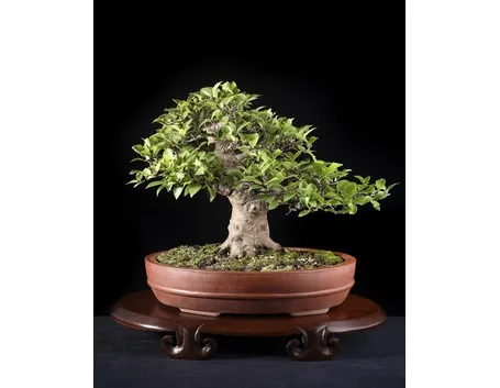 potare un bonsai di ficus