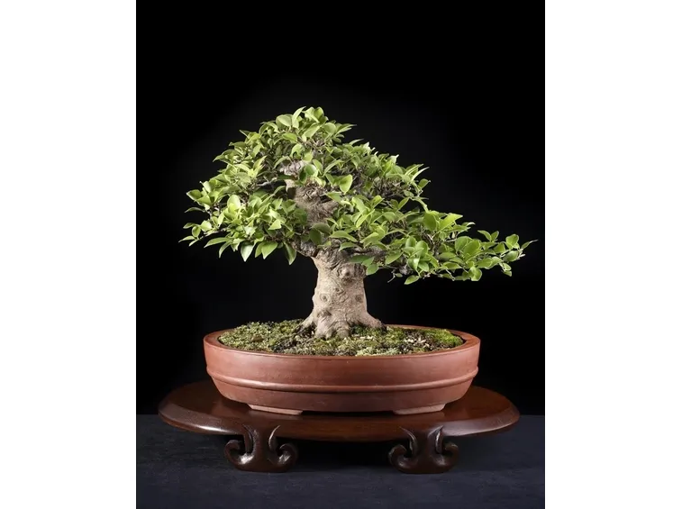 potare un bonsai di ficus