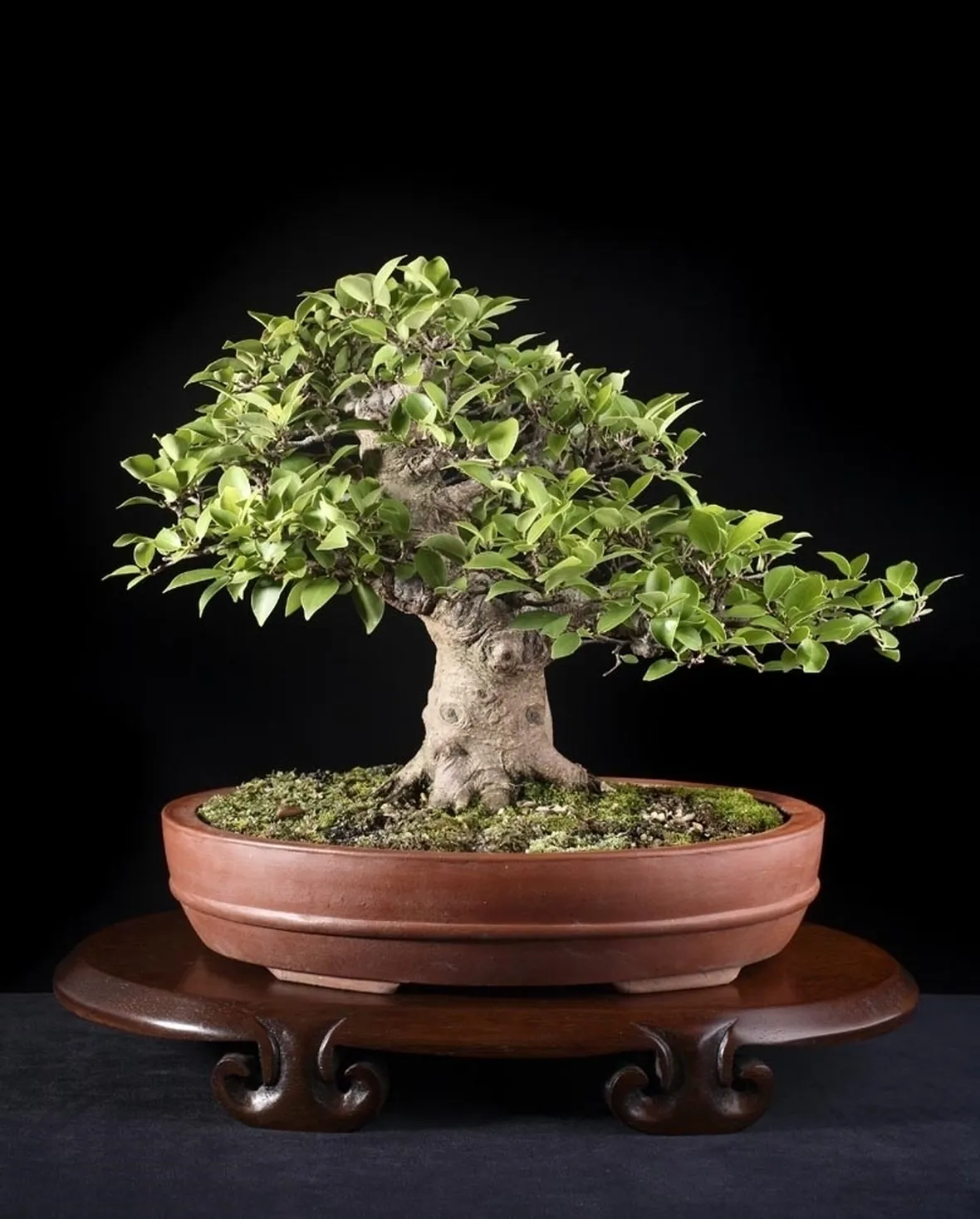 potare un bonsai di ficus