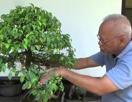 potare un bonsai ficus