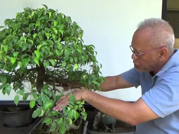 potare un bonsai ficus