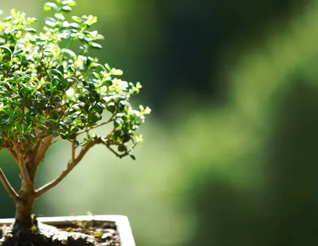 potare un bonsai ficus-2