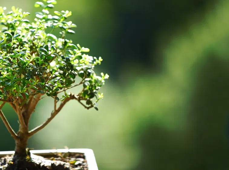 potare un bonsai ficus-2
