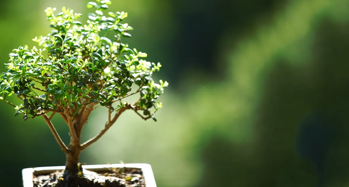 potare un bonsai ficus-2