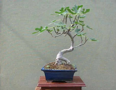 rinvaso bonsai ficus