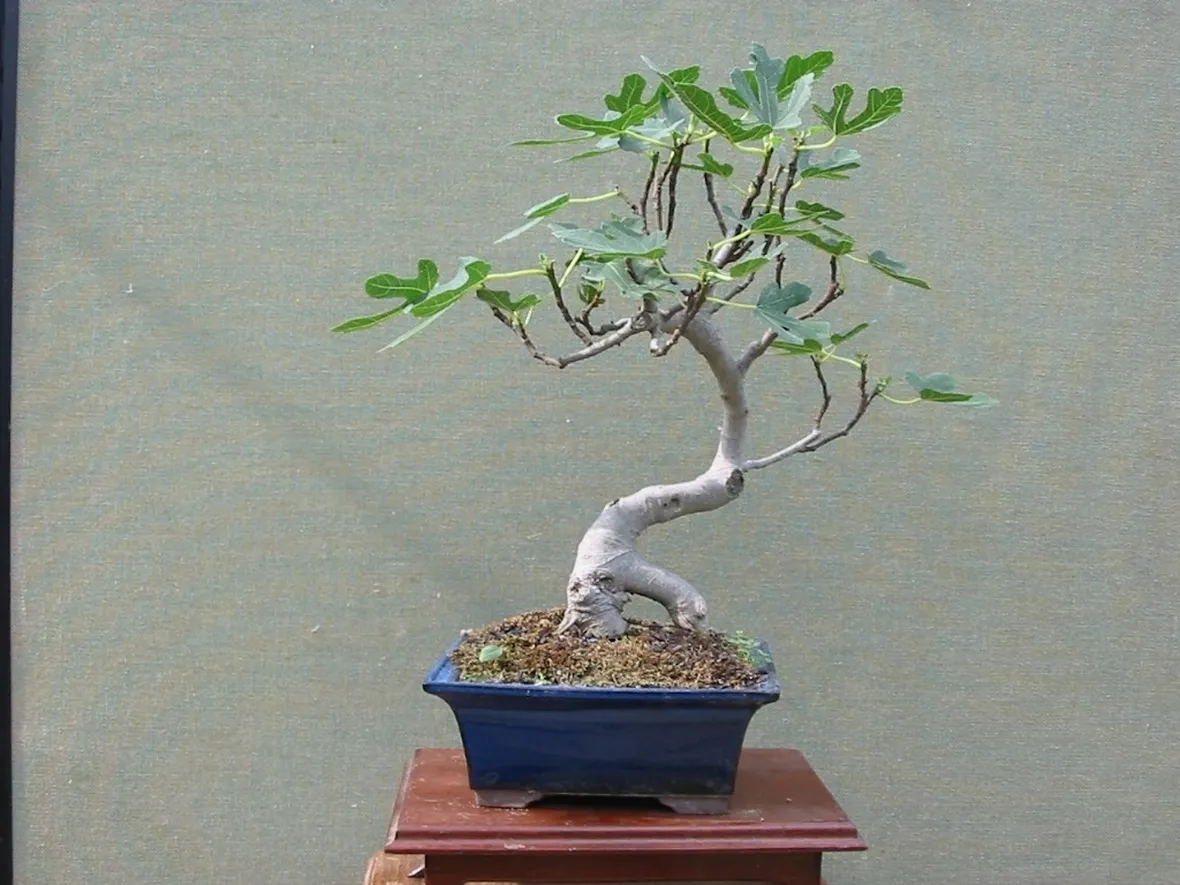 rinvaso bonsai ficus