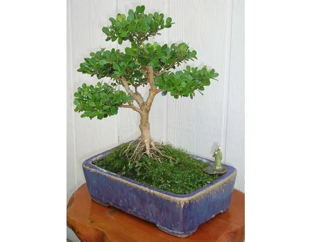 rinvaso del bonsai ficus-1